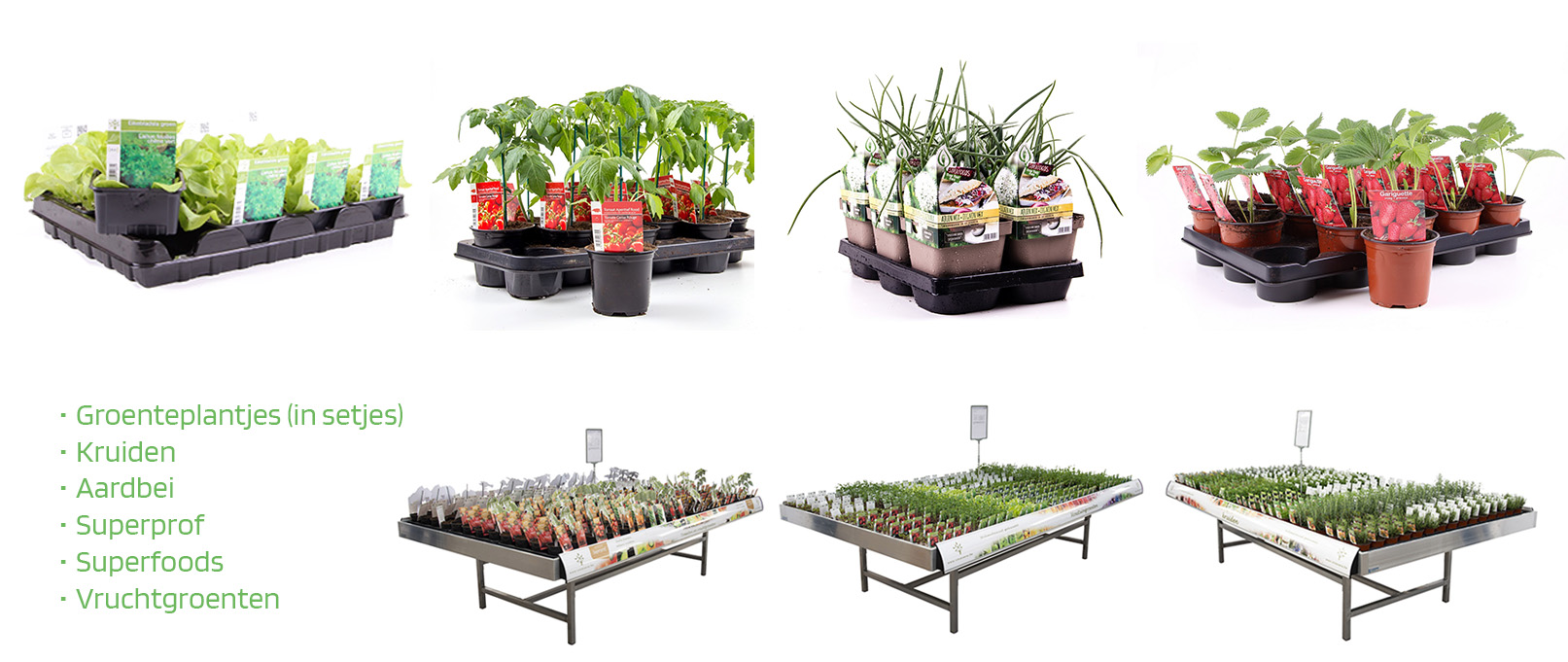 Picture for category Groenten & Kruiden